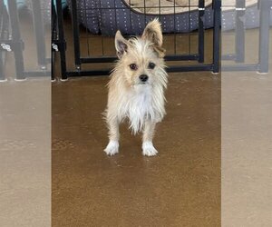 Mutt Dogs for adoption in CHANDLER, AZ, USA