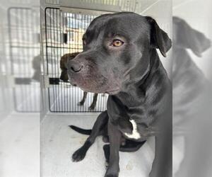 American Pit Bull Terrier Dogs for adoption in Houston, TX, USA