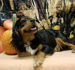 Cavalier King Charles Spaniel Dogs for adoption in Modesto, CA, USA