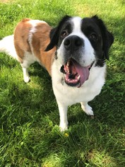 Saint Bernard Dogs for adoption in Blaine, MN, USA