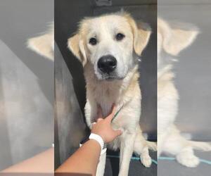 Golden Pyrenees Dogs for adoption in San Antonio, TX, USA