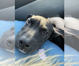 American Pit Bull Terrier-Unknown Mix Dogs for adoption in Evansville, IN, USA