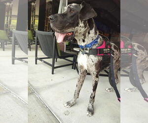 Medium Photo #2 Great Dane Puppy For Sale in Sanford, FL, USA