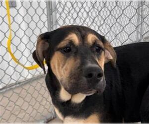 German Shepherd Dog-Unknown Mix Dogs for adoption in Bakersfield, CA, USA