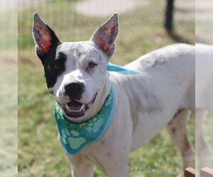 American Staffordshire Terrier Dogs for adoption in San Antonio, TX, USA