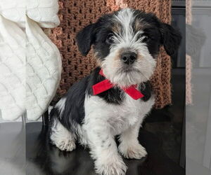 Mutt Dogs for adoption in Rochester, NY, USA