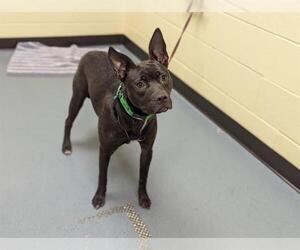 American Pit Bull Terrier-Doberman Pinscher Mix Dogs for adoption in Denver, CO, USA