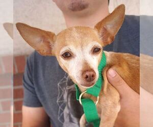 Chihuahua Dogs for adoption in Carrollton, TX, USA