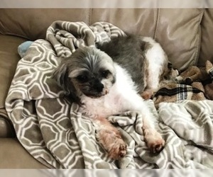 Shih Apso Dogs for adoption in Evergreen, CO, USA