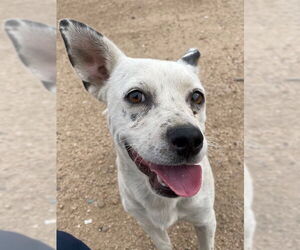 Chihuahua-Unknown Mix Dogs for adoption in HESPERIA, CA, USA