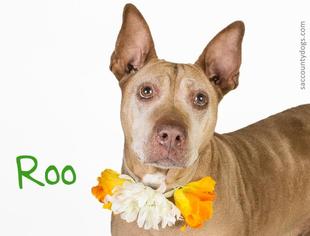 Chinese Shar-Pei Dogs for adoption in Sacramento, CA, USA