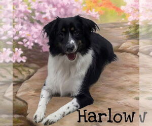 Border Collie Dogs for adoption in Highland, IL, USA