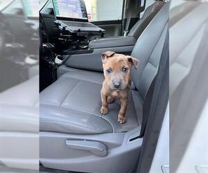 German Shepherd Dog-Unknown Mix Dogs for adoption in Houston, TX, USA