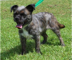 Brussels Griffon-Unknown Mix Dogs for adoption in Prattville, AL, USA