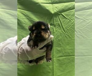 American Pit Bull Terrier-Unknown Mix Dogs for adoption in Riverside, CA, USA