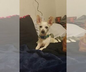 Chihuahua Dogs for adoption in Salt Lake City, UT, USA