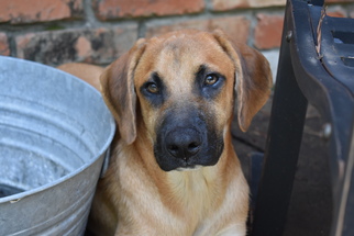 Black Mouth Cur Dogs for adoption in Greenwood, LA, USA