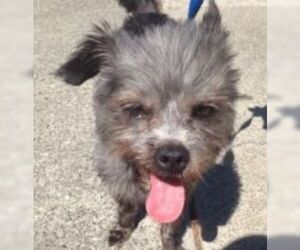 Cairn Terrier Dogs for adoption in Amherst, MA, USA