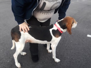 Treeing Walker Coonhound Dogs for adoption in Pipestem, WV, USA