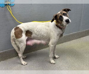 Pointer-Unknown Mix Dogs for adoption in Las Vegas, NV, USA
