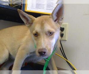 Siberian Husky-Unknown Mix Dogs for adoption in Sacramento, CA, USA