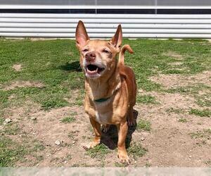 Chihuahua Dogs for adoption in Orange, CA, USA