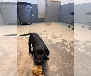Labrador Retriever-Unknown Mix Dogs for adoption in Tallahassee, FL, USA