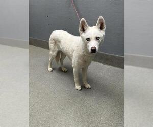 Siberian Husky-Unknown Mix Dogs for adoption in Las Vegas, NV, USA