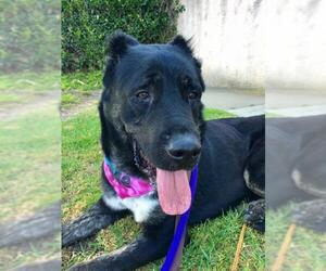 Beauceron Dogs for adoption in San Diego, CA, USA
