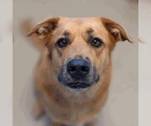Shepradors Dogs for adoption in Austin, TX, USA