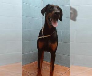 Doberman Pinscher Dogs for adoption in Downey, CA, USA