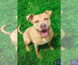American Staffordshire Terrier-Unknown Mix Dogs for adoption in Lockport, NY, USA
