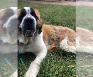 Saint Bernard Dogs for adoption in Newport, KY, USA