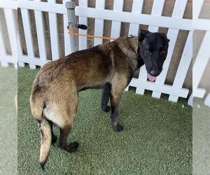 Mutt Dogs for adoption in Modesto, CA, USA