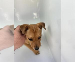 Labrador Retriever-Unknown Mix Dogs for adoption in Houston, TX, USA