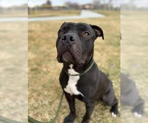 American Pit Bull Terrier Dogs for adoption in West Valley, UT, USA