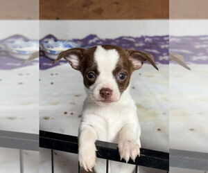 Fox Terrier (Toy) Dogs for adoption in Bolivar, MO, USA