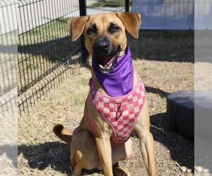Labrador Retriever-Unknown Mix Dogs for adoption in San Antonio, TX, USA