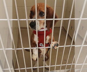 Beagle Dogs for adoption in Decatur, IL, USA