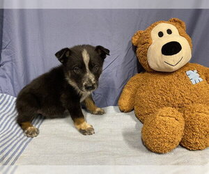 Australian Shepherd-Unknown Mix Dogs for adoption in Modesto, CA, USA