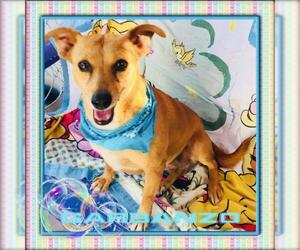 Chiweenie Dogs for adoption in Sherman Oaks, CA, USA