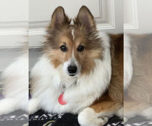 Mutt Dogs for adoption in Greenbelt, MD, USA