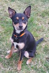 Miniature Pinscher Dogs for adoption in Yakima, WA, USA