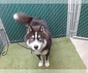 Siberian Husky Dogs for adoption in Downey, CA, USA