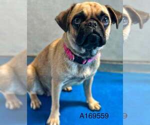 Pug-Unknown Mix Dogs for adoption in Calgary, Alberta, Canada