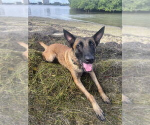 Medium Photo #5 Mutt Puppy For Sale in Imlay City, MI, USA