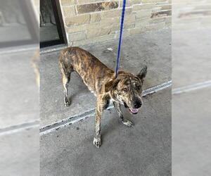 Mutt Dogs for adoption in Houston, TX, USA