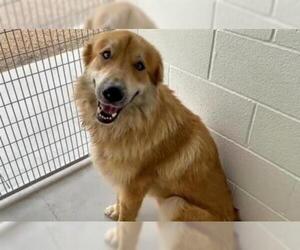 Golden Pyrenees Dogs for adoption in Houston, TX, USA