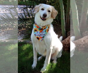 Golden Labrador Dogs for adoption in Glendale , AZ, USA