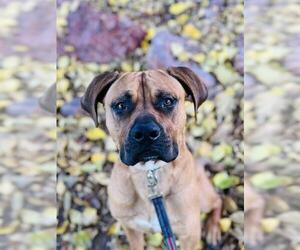 Mastiff-Unknown Mix Dogs for adoption in Las Vegas, NV, USA